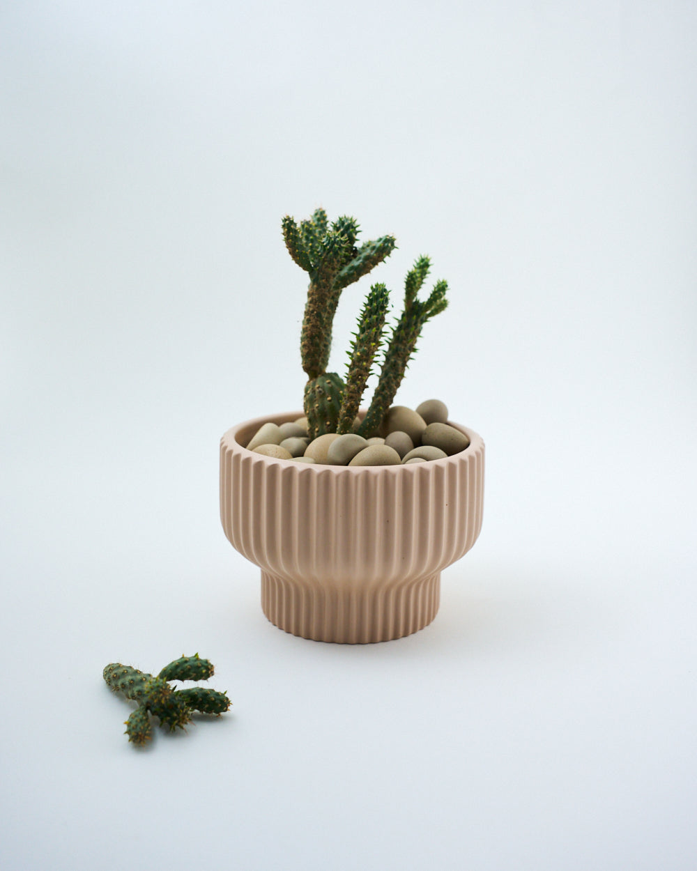 cactus indoor pot ceramic pink