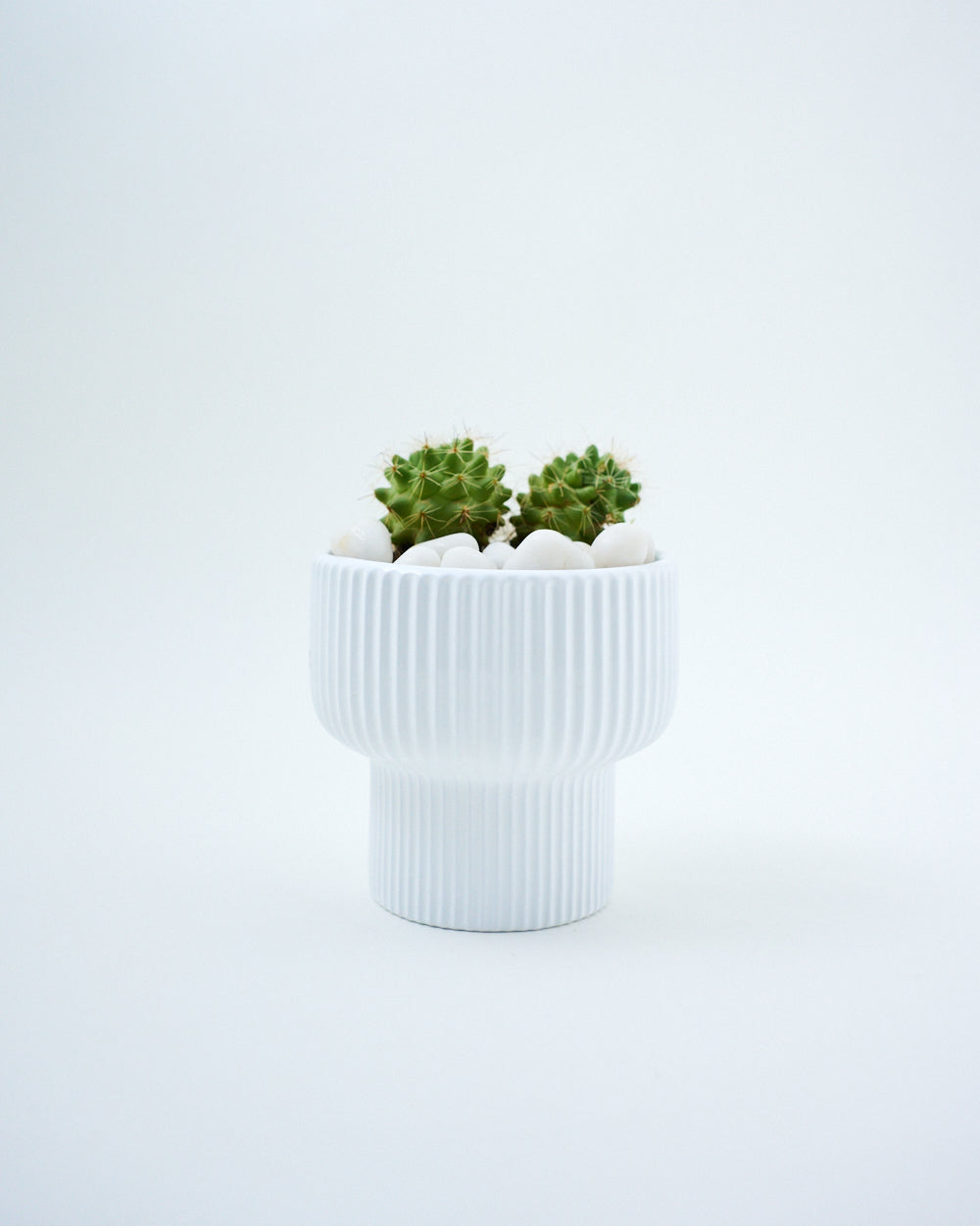 ceramic cactus planter