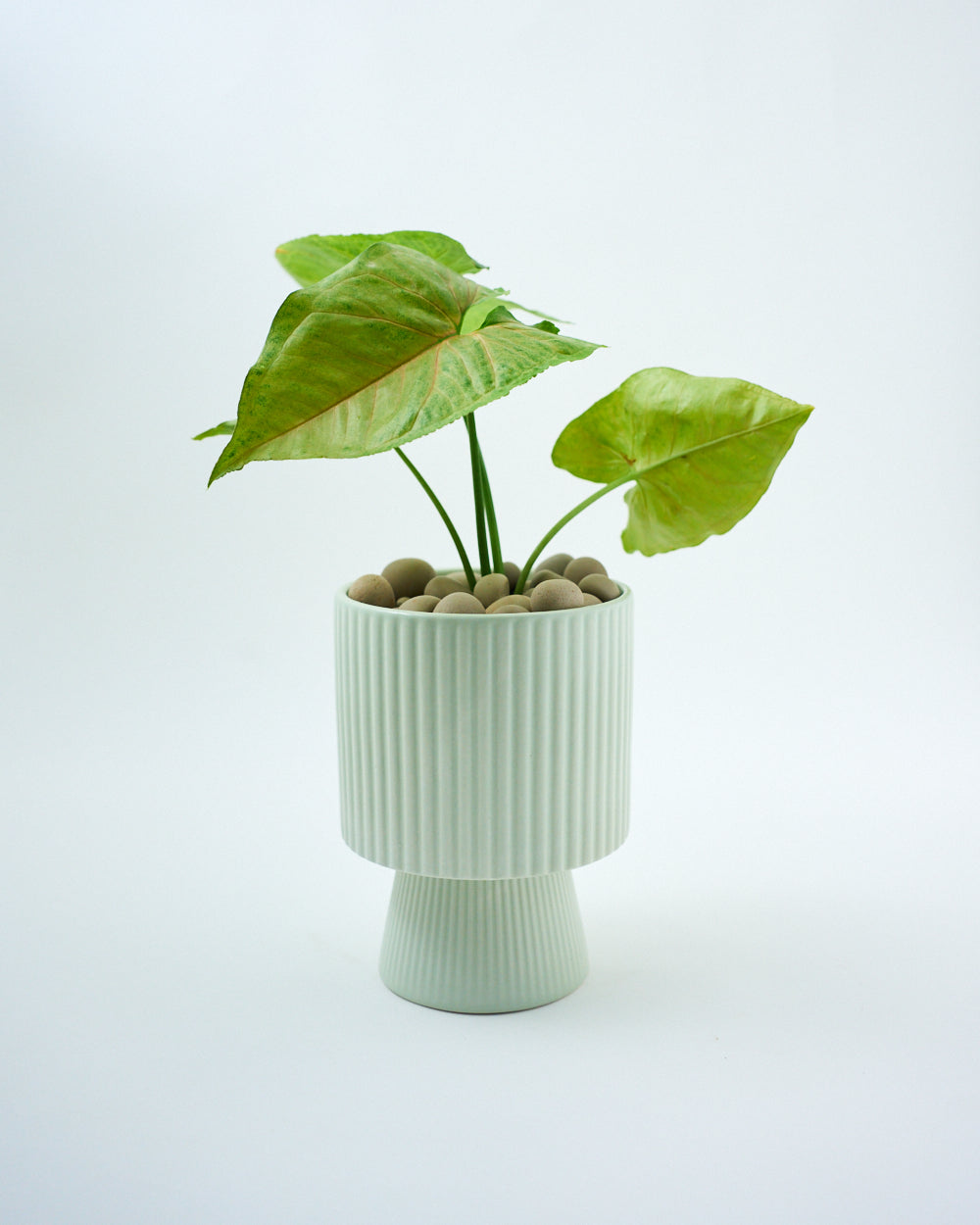 ceramic indoor planter with money plant