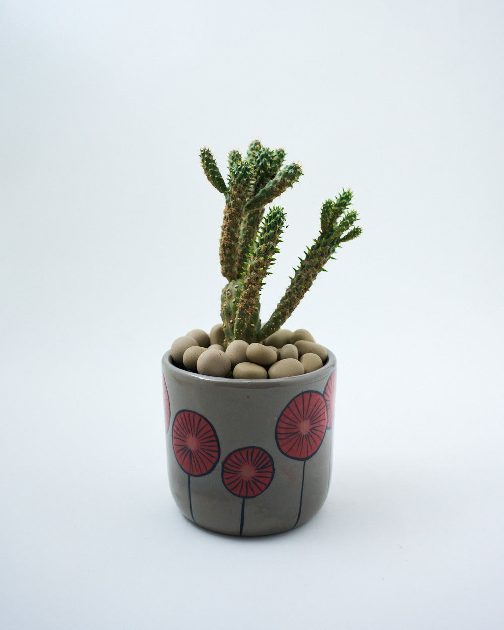 ceramic pot for succulents