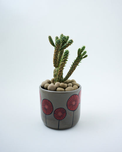 ceramic pot for succulents