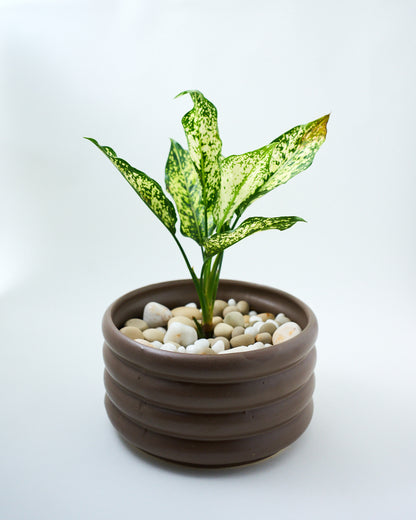 Ring planter