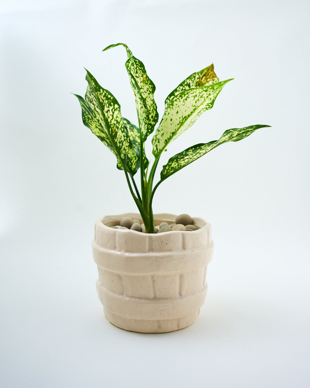 decorative white ceramic indoor planter