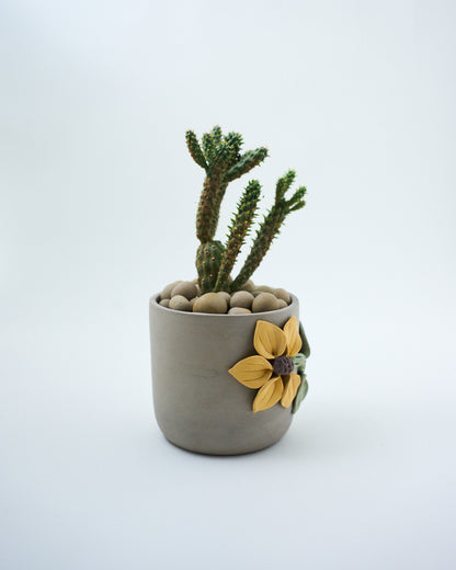 small indoor pot for cactus