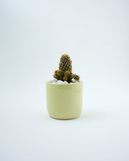 tiny cactus pot